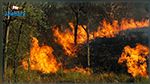 Le Kef : Un incendie dans les forêts de Touiref