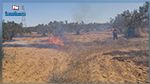 Monastir : Des oliviers et des amandiers ravagés par les feux d'un incendie
