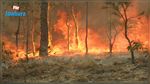 Un gigantesque incendie dans une forêt à Kairouan 