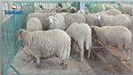 Aïd el Idha : Liste des points de vente des moutons