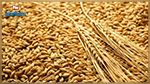 Plus de 70 mille quintaux de céréales récoltés à Sidi Bouzid 
