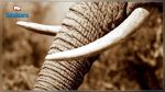 Trafic d'ivoire : Des défenses d'éléphant saisies à Sfax 