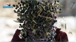 Monastir : Deux individus arrêtés pour vol de récolte d'olives