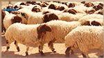 Aid Al-Idha : Un million 500 mille têtes de moutons de sacrifice sont mis à la disposition des consommateurs