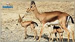 Jbel Essarj : Un premier troupeau de 33 gazelles de l’Atlas, va être lâché dans la nature