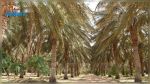 La Tunisie reçoit le certificat d'inscription du palmier dattier sur la liste représentative du patrimoine immatériel de l'Humanité