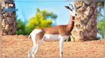 Disparition du dernier spécimen de la Gazelle Mohrr en Tunisie