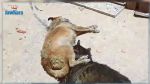 Djerba : Plus de 20 chiens sauvagement tués dans un refuge pour chiens errants
