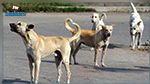 Un responsable au ministère de Santé : L’abattage des chiens errants est nécessaire
