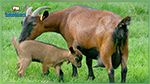 Signature d'une convention pour soutenir le secteur de l'élevage caprin