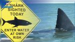 Australie : Un nageur tué par un requin blanc de 3 m près de Sydney