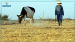 Kasserine: Les éleveurs ovins de Foussana sont contraints de vendre leurs bétails