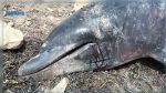 Sfax : Un dauphin échoue sur la plage de Sidi Mansour