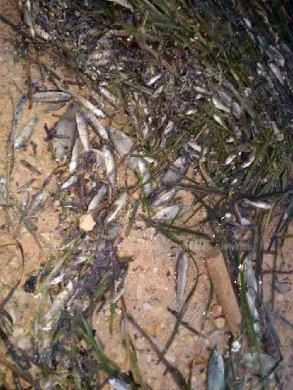 received_716995168781322.jpeg