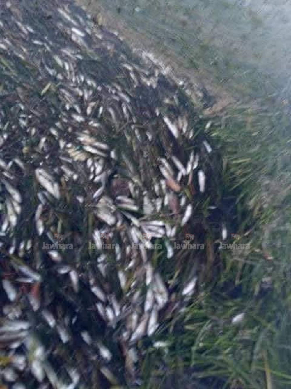 received_1687478624722496.jpeg