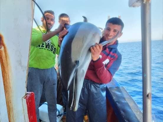 دلفين2.jpg