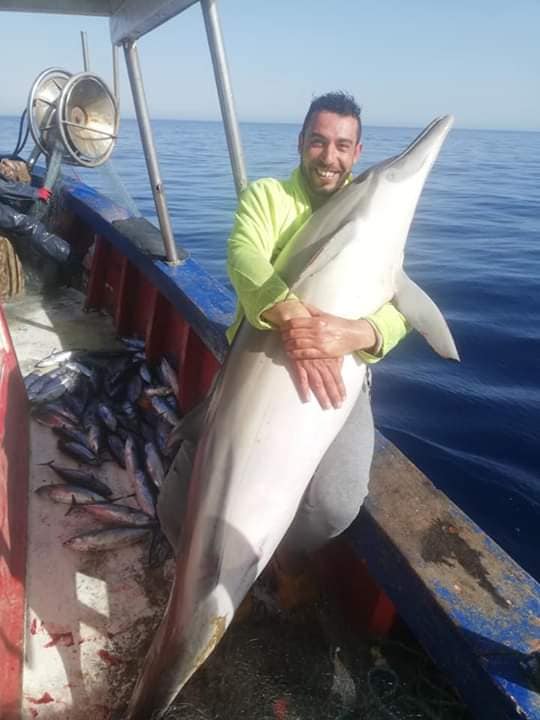 دلفين3.jpg