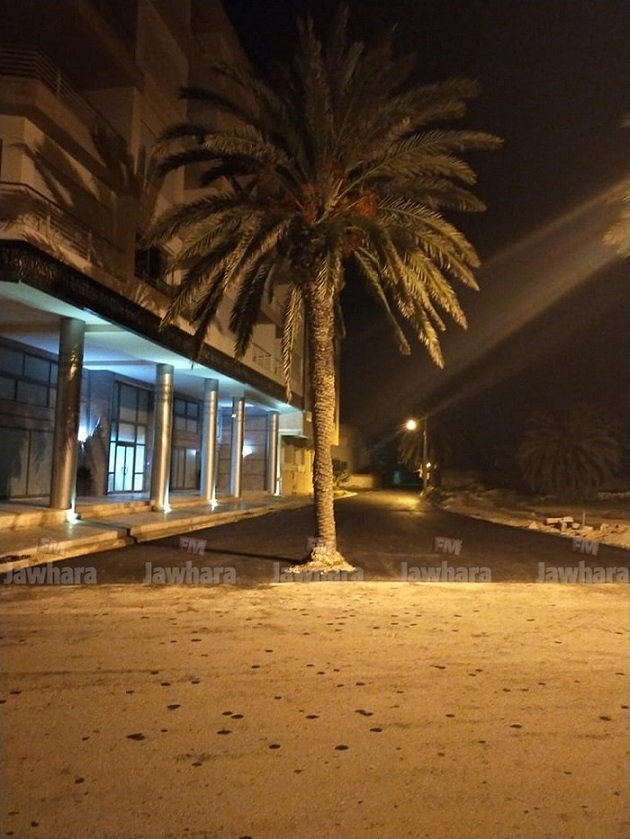 نخلة.jpg