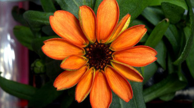 fleur 1.jpg