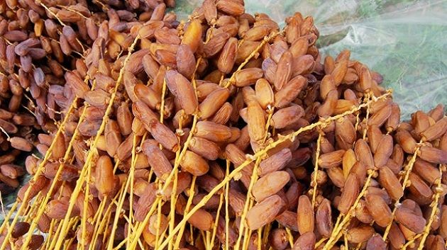 وزارة الفلاحة : 200 ألف طن صابة التمور لهذا العام