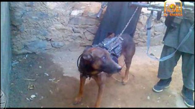 طالبان تحتجز كلبا تابعا للجيش الأمريكي كرهينة
