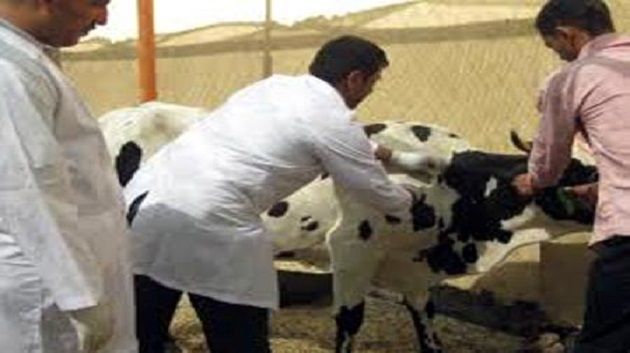 اكتشاف حالتين من مرض الحمى القلاعية : منع دخول وخروج الحيوانات من وإلى ولاية نابل