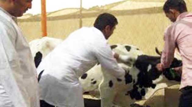 جندوبة : غلق الأسواق الأسبوعية للدواب بعد اكتشاف إصابة بالحمى القلاعية