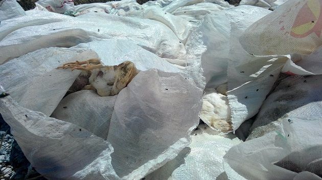 المنستير : أحد المربّين يلقي بـ5 آلاف دجاجة متعفنة على قارعة الطريق 