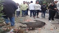 العثور على خنزير قرب كرنيش الحمامات