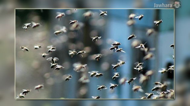 أريانة : وفاة شخص في هجوم مفاجئ لأسراب من النحل