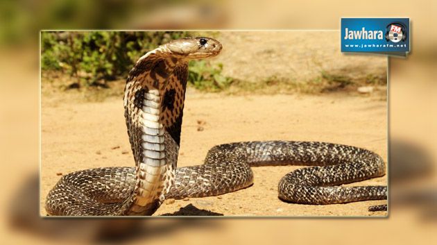 القيروان : الأمن يستعمل أعيرة نارية لقتل
