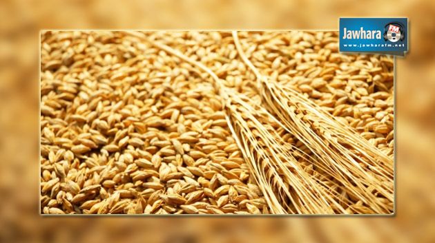 الكاف : تجميع مليون و280 ألف قنطار من الحبوب
