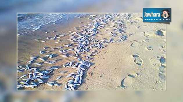 المنستير : كميات كبيرة من الأسماك تطفو على شاطئ لمطة