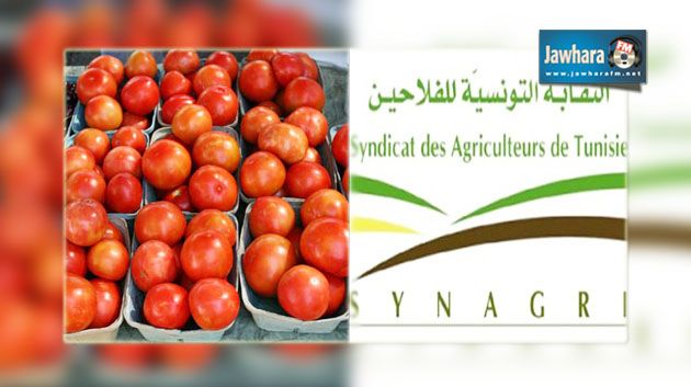 رئيس نقابة الفلاحين : منظومة انتاج الطماطم في تونس مهددة بالإنهيار