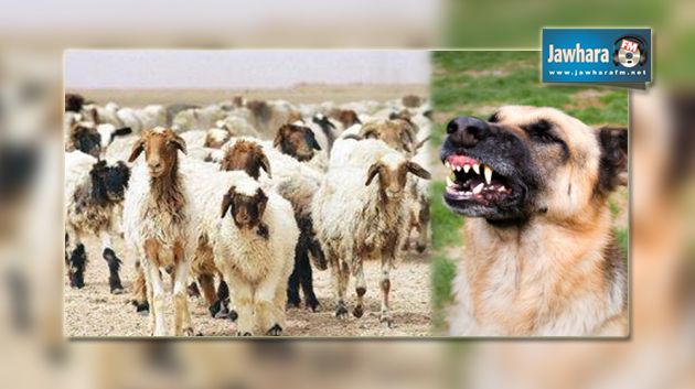 المهدية : تسجيل 21 إصابة حيوانية بداء الكلب منذ مطلع العام الجاري