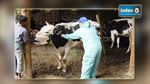  المهدية : تسجيل 3 إصابات بمرض الحمى القلاعية في صفوف الأبقار