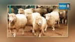 عيد الأضحى : وصول دفعة متكونة من 6 الاف خروف اسباني