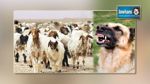 المهدية : تسجيل 21 إصابة حيوانية بداء الكلب منذ مطلع العام الجاري