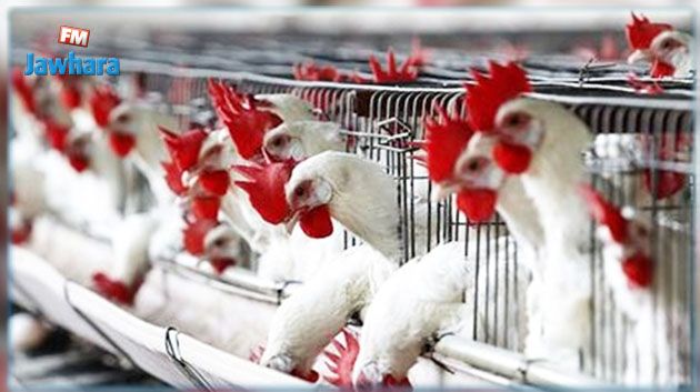 وقفة احتجاجية لموزعي الدواجن