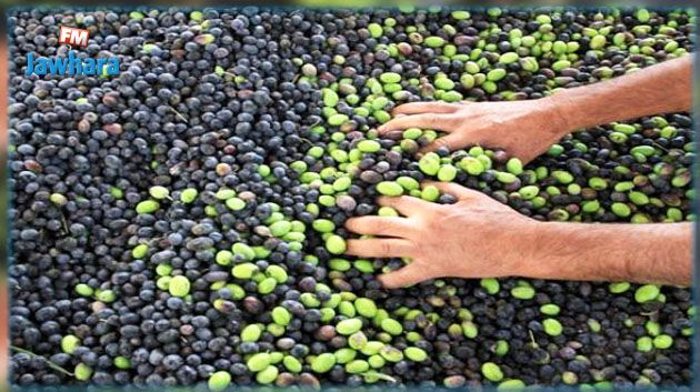 زغوان : إيقاف 3 أشخاص على متن سيارة محمّلة بكمية من الزيتون المسروق