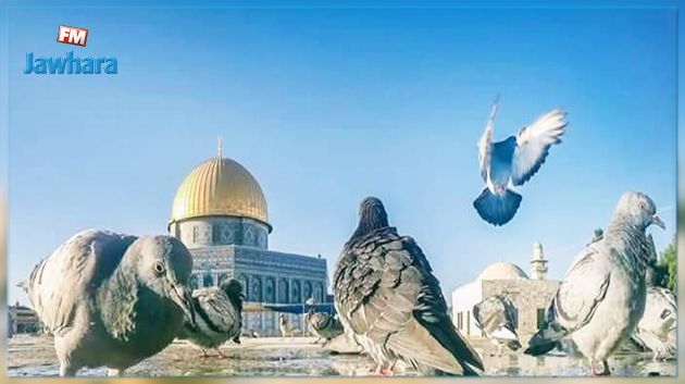 الهيئة الوطنية للمحامين بتونس : اصطفاف أمريكي مفضوح مع الكيان الصهيوني وعمالة أنظمة عربية