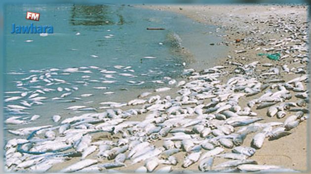 صفاقس : الإذن بإعادة التحاليل لتحديد أسباب موت الإسفنج ونفوق الأسماك