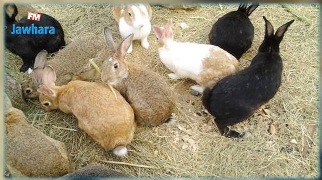 الأسبوع الوطني للأرنب : مساع لترسيخ ثقافة استهلاك لحم الأرنب لدى التونسي