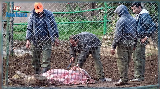 ذبح بقر وحشي في 'البلفيدير' : مدير الحديقة يكشف الأسباب