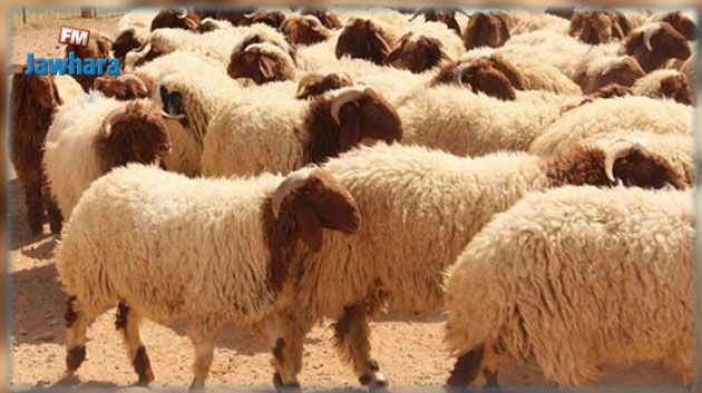 الكاف : حجز حوالي ألف رأس غنم مسروقة خلال مداهمة مستودع