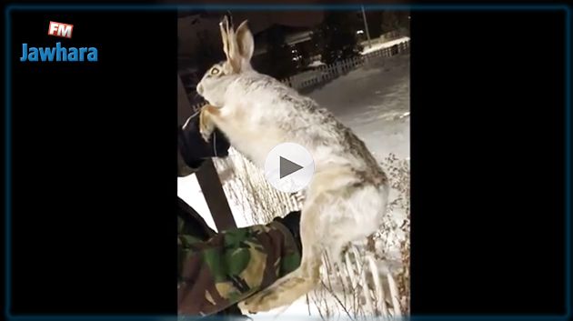 حيوانات تجمّدت من شدّة البرد !