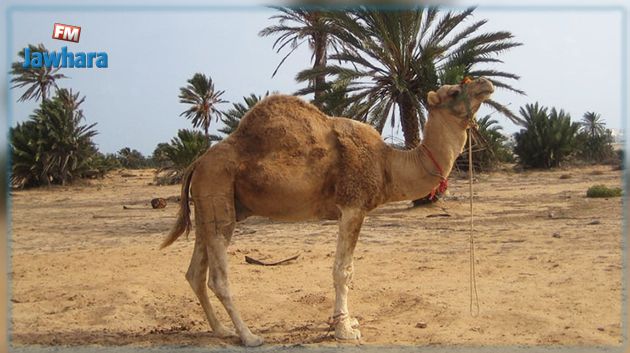 توزر : عاملان يهدّدان قطيع الإبل