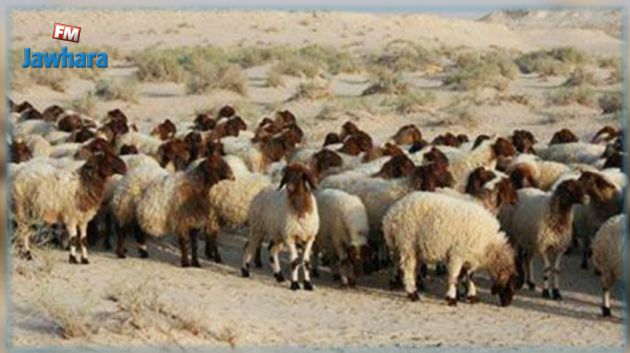 الكاف : حجز أغنام مهربة