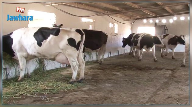  نقص بـ 5 % في القطيع : اجراءات للتصدي لتهريب الأبقار 