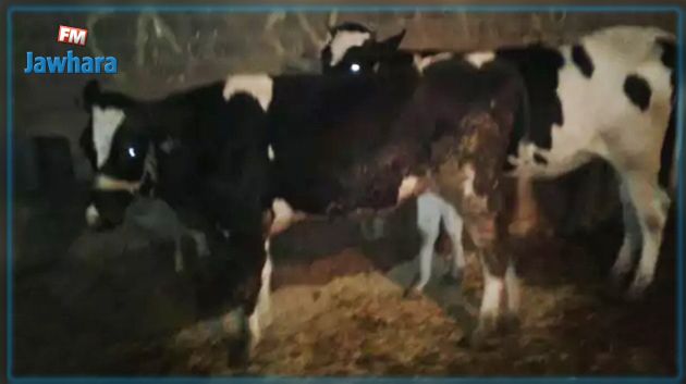 القصرين : جملة من الإجراءات.. بعد إصابة بقرتين بداء الكلب